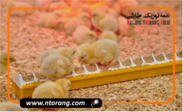 جوجه ریزی مهر از ۱۴۰ میلیون قطعه فراتر می رود